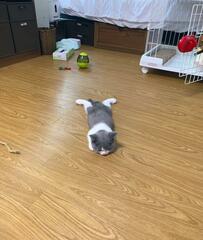 足を開いて寝る子猫の2年後…「変わってない（笑）」ビッグな成長姿がかわいいと話題