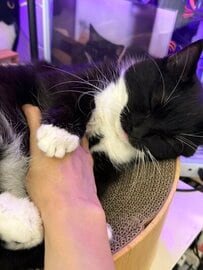 お腹を撫でられ気持ち良すぎた結果？！猫ちゃんまさかの表情に「やっぱりうにちゃんは最強」の声