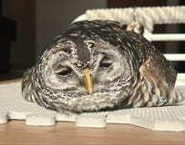 【まるで液体のよう】ひなたぼっこでくつろぐフクロウ　数分後…衝撃の姿に「たまらない」「眠そう」