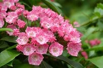 狭い庭やベランダで楽しめる【鉢植えシンボルツリー】おすすめ常緑低木3選！半日陰OKの庭木も