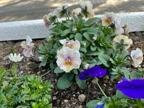 【冬の寄せ植え】主役はパンジー・ビオラ！長く咲く育て方のコツ＆相性抜群の寒さに強い花3選