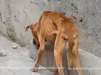 「顔に深い傷を負った犬」命の危機を脱するため保護施設へ…懸命な治療の末に