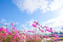 【70歳代の貯蓄額】平均と中央値はいくら？「貯蓄ゼロ世帯」は何パーセントか