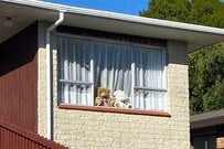 コロナ疲れを癒すテディベア。子どもも大人も笑顔になる「クマ狩り」って何？