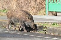 大阪の大学で「イノシシの親子」を目撃　かなり「スパルタな母」と頑張る子供達の様子にホッコリ