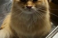 夕飯を見に行くと…なぜか怒る猫「エグいガチギレ」に10万バズ