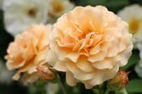 うちの庭に「植えてよかった」秋もたくさん咲く《バラ品種》5選＆秋バラを楽しむ手入れのコツ