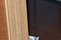 「マツケンサンバ踊ってたら見られてた」猫の絶妙な表情に和む