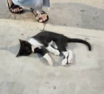 車にはねられ道路の真ん中で動けなくなっていた子猫を救助　検査で骨盤骨折が判明し「手術に向けた治療」を開始