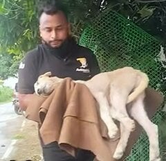 肋骨が浮き出るほど衰弱してしまった犬…保護され、愛情に包まれながら回復していく姿に感動