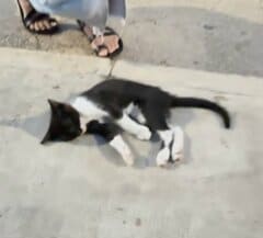 車にはねられ道路の真ん中で動けなくなっていた子猫を救助 検査で骨盤骨折が判明し「手術に向けた治療」を開始