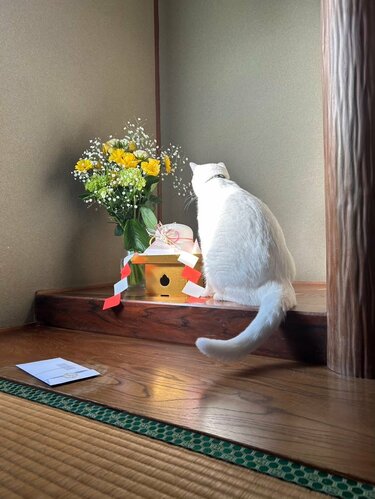 Amazon.co.jp: デコレコーポレーション 陶器の猫鏡餅 ホワイト S
