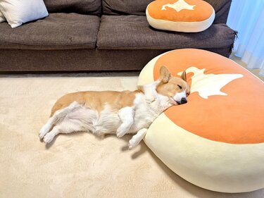 ふわふわのクッションでお昼寝中のコーギー 「日本地図のように見える