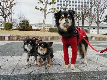 バグり感半端じゃない」「CGじゃないよね」 体重7kg超えのチワワに