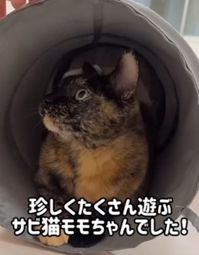 投稿動画のワンシーン