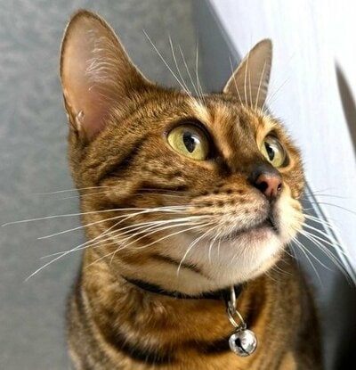 まるでモデルのようにきれいなお顔のアナイスちゃん