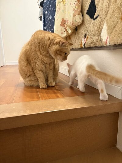 通り過ぎるみゆくん