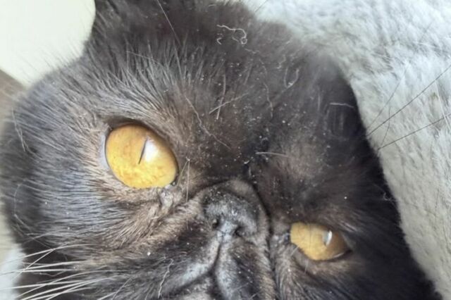 金色の瞳が美しい猫ちゃん　あまりにもゴージャスすぎる「くつろぎ方」がたまらない…