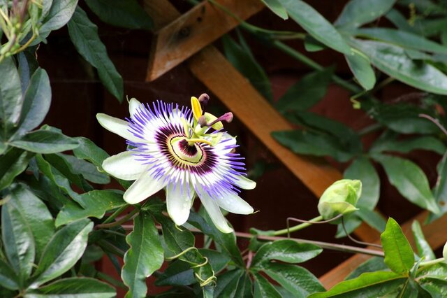 ベランダや狭い庭の目隠しに！プランターで育つ《オシャレな常緑つる植物》5選！日陰OKの植物も