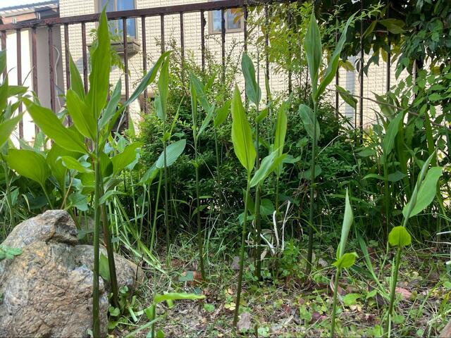 自宅の庭に生えていた「雑草だと思って抜いた草」　隣人に教えられた真実に注目集まる