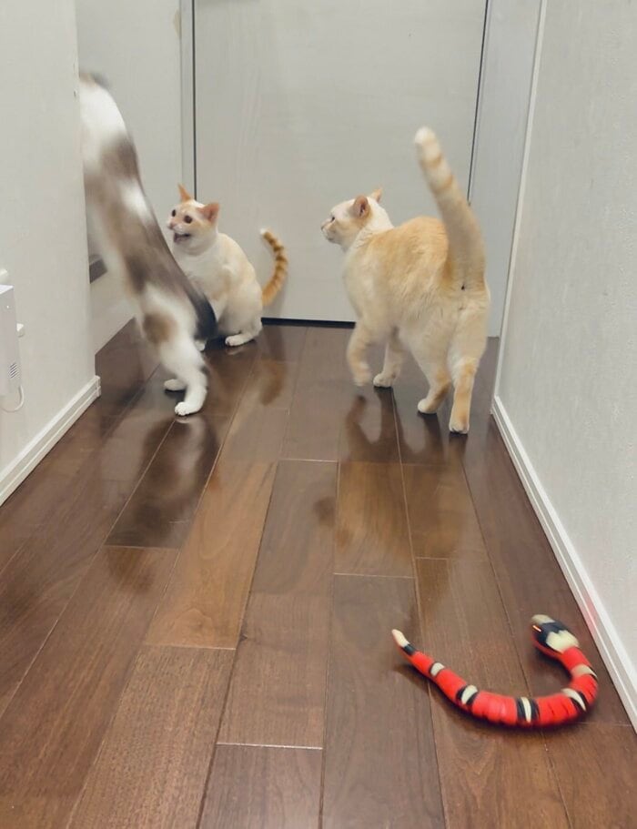 赤い蛇と猫3匹