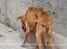 「顔に深い傷を負った犬」命の危機を脱するため保護施設へ…懸命な治療の末に