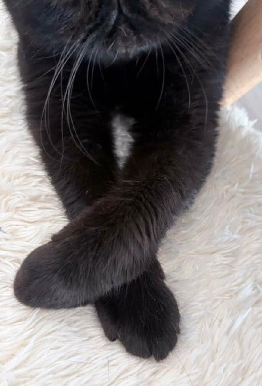 出所：@kotetsu_0420