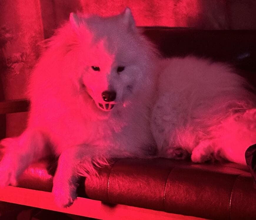 出所：@samoedsoran