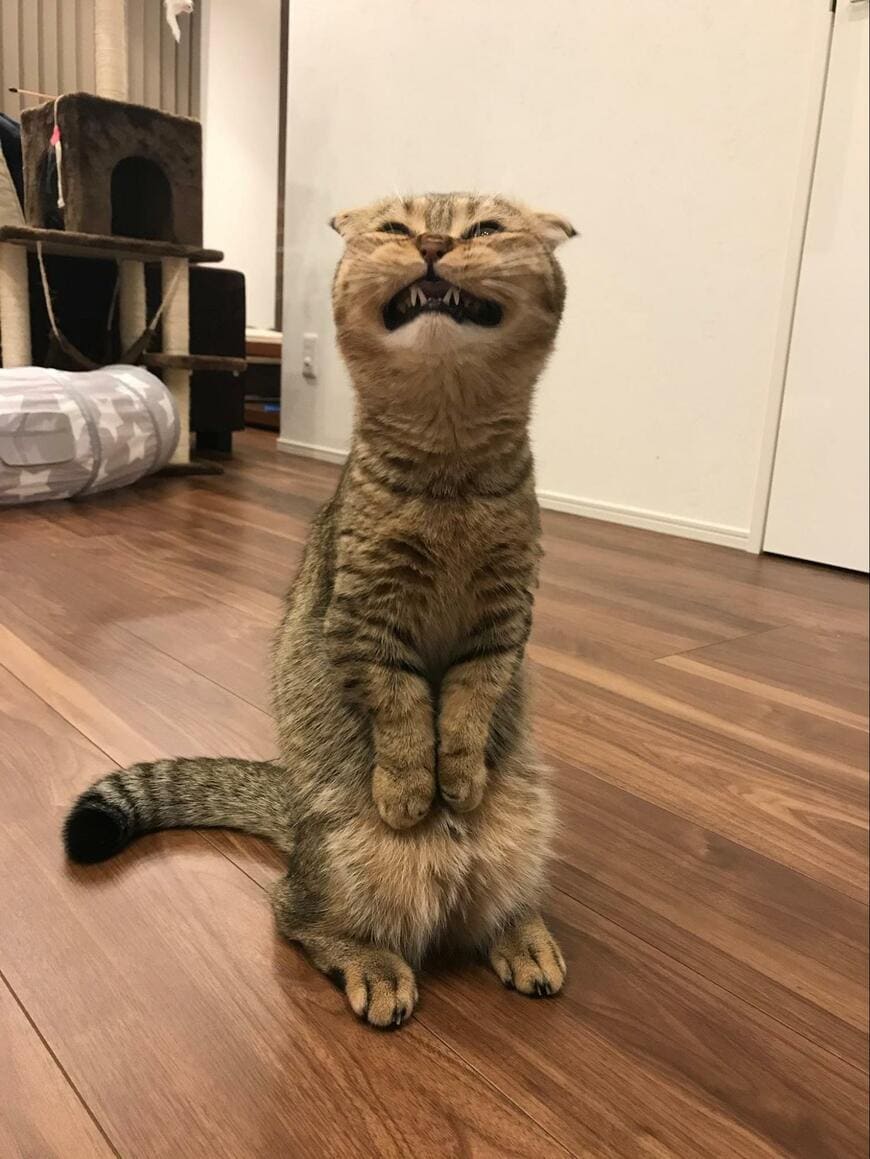 出所：@ponpokopontanu 