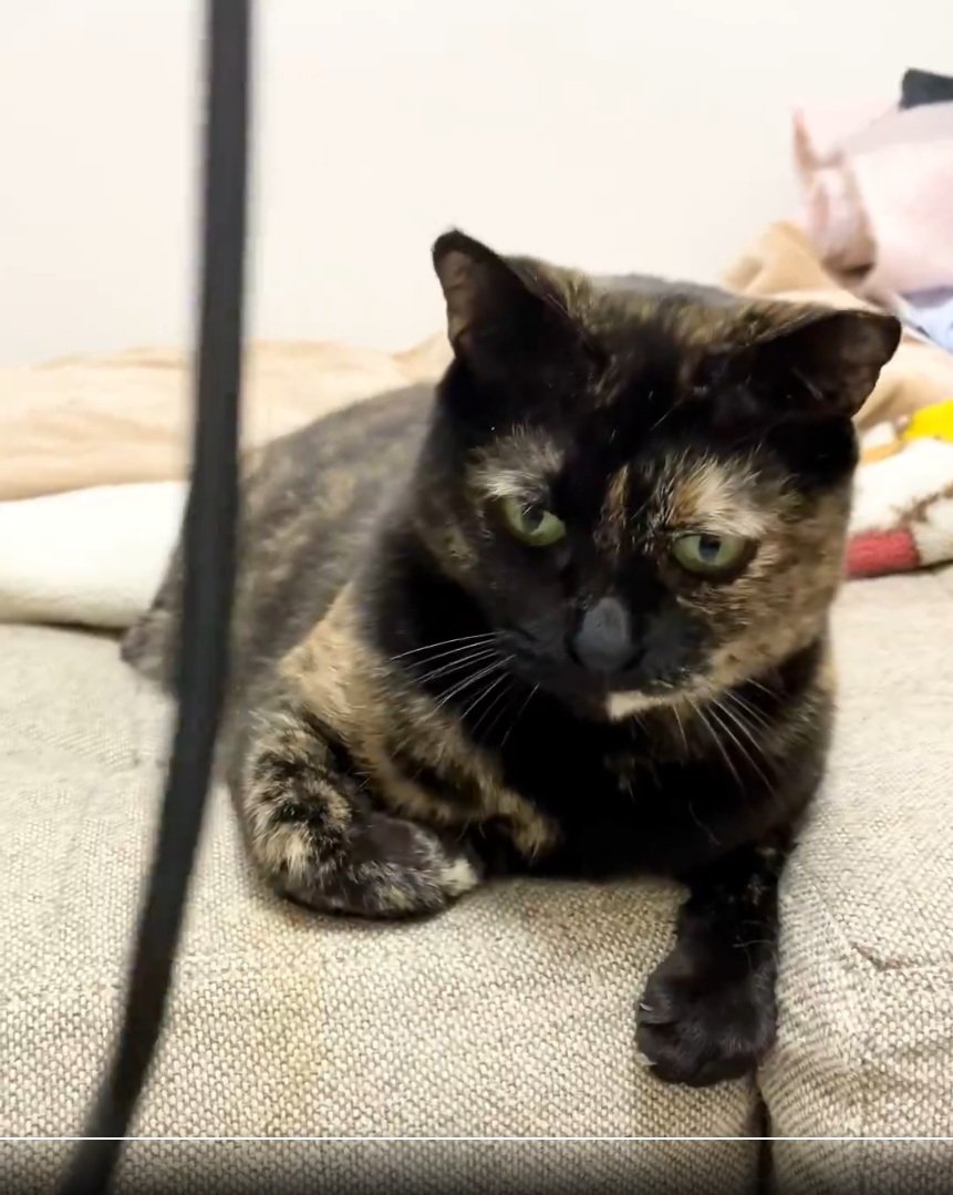 出所：@TTomoecarl