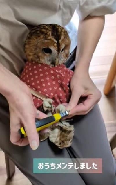 出所：@mori_luna_tawny_owl