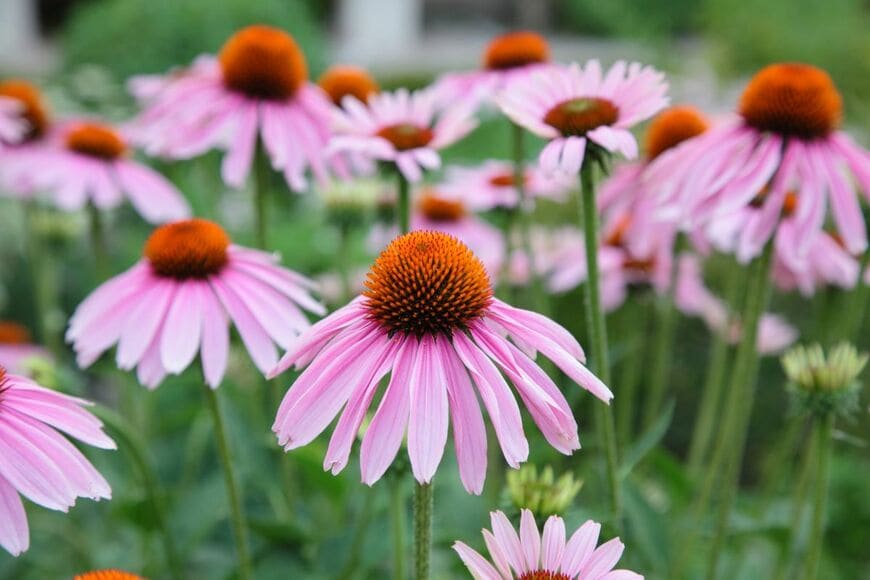 Fragolini/shutterstock.com