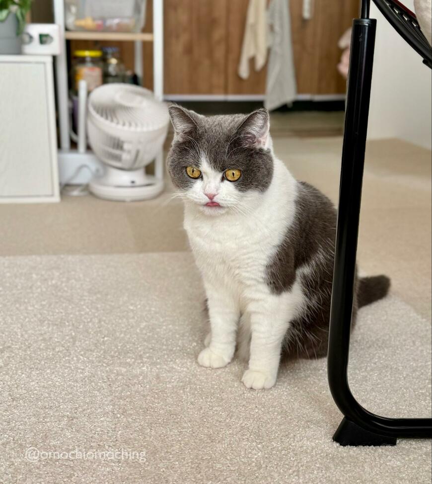 出所：@omochiomoching