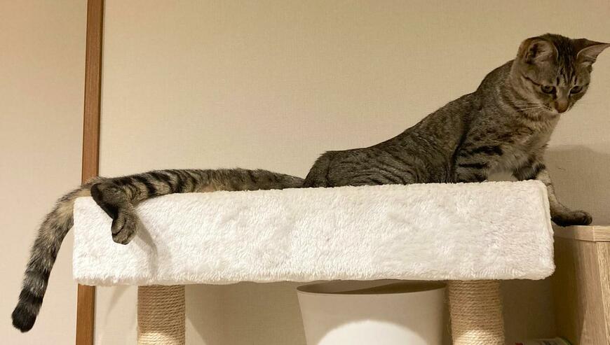 出所：@kagisuzu0531