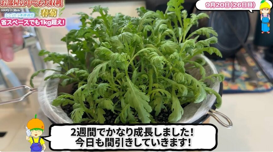 出所：@mikanbo-ya1987