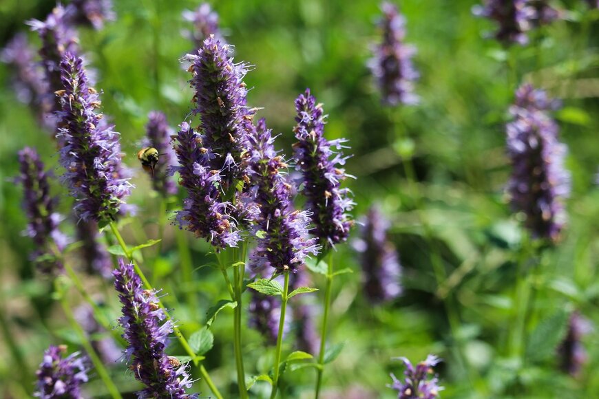 Jerrold James Griffith/Shutterstock.com