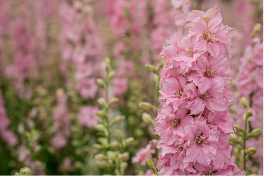 ANA LEBIODIENE/istockphoto.com