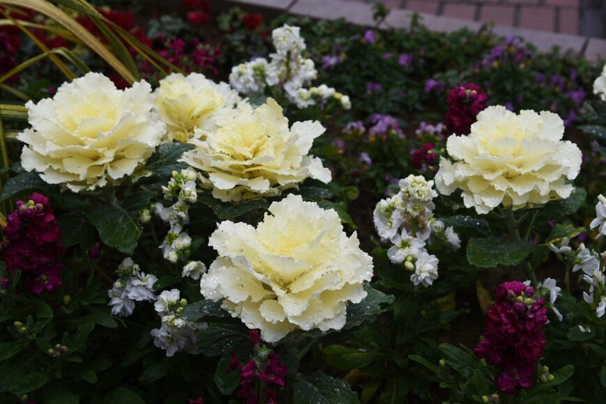 ストックとの寄せ植えも素敵！　undefined undefined/istockphoto.com