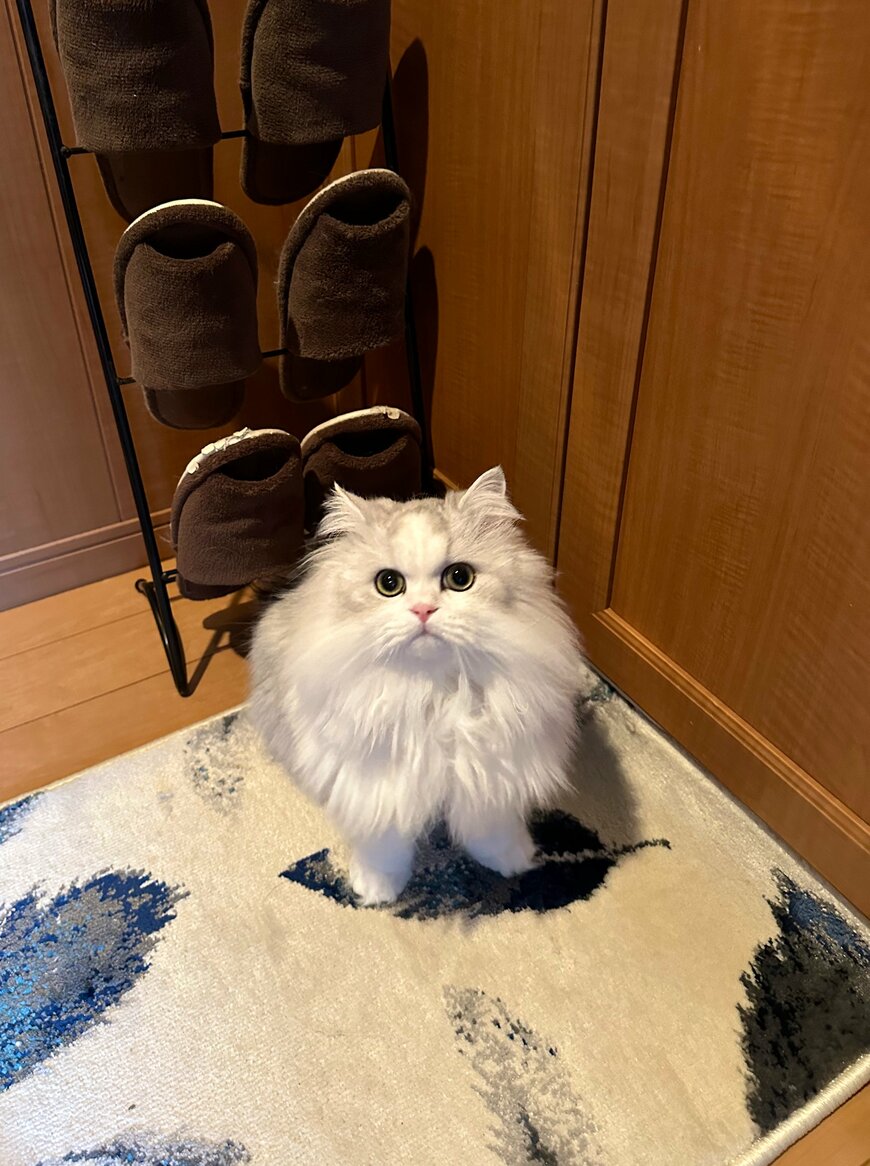 出所：@NEKOLAND13