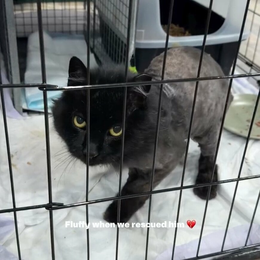 寄生虫や腎臓病に襲われた「黒猫」にスタッフが懸命のケア。おやつを頬張る「今の姿」に目頭が熱くなる