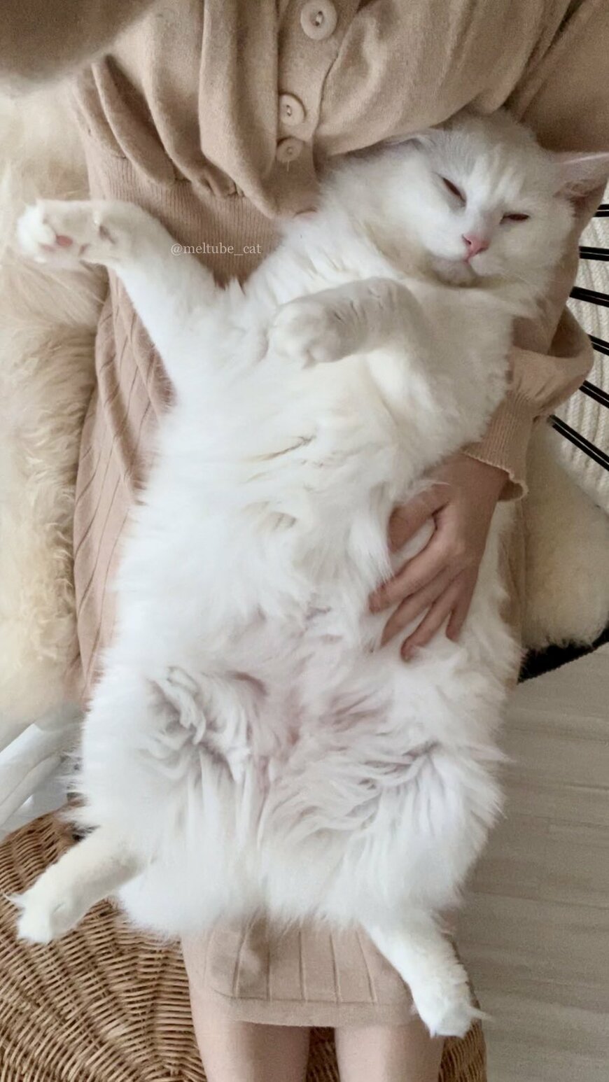 出所：@meltube_cat