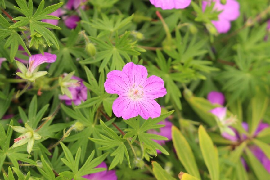 RukiMedia/Shutterstock.com