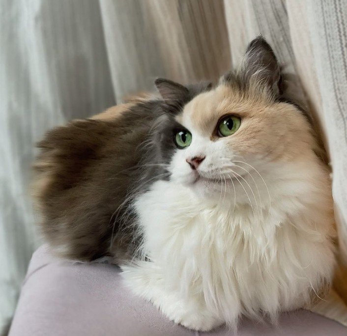 「モフってくださってもよいのですヨ？」仰向けになる元保護猫の無防備な姿がたまらない！