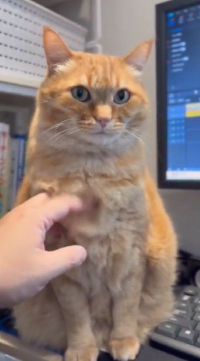 出所：@kagisuzu0531