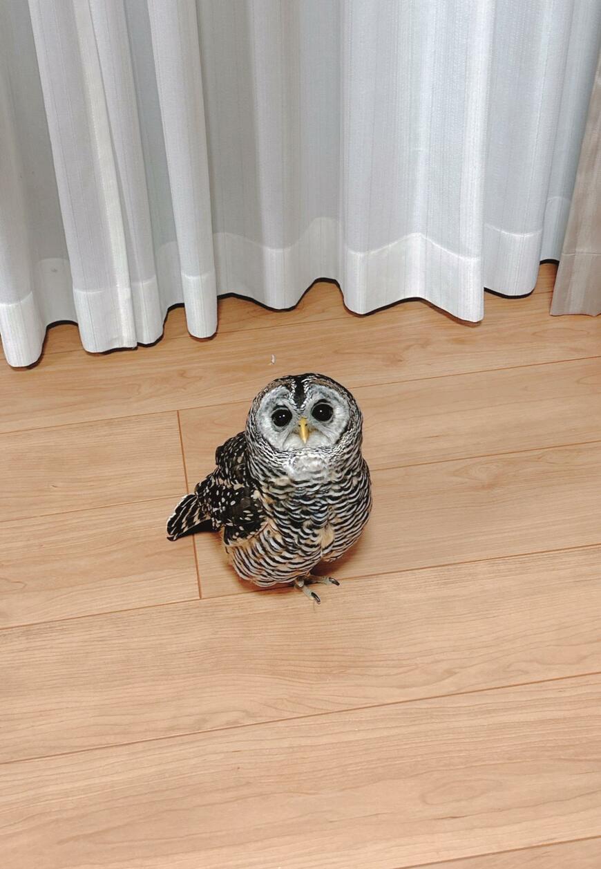 出所：@kanata_akas