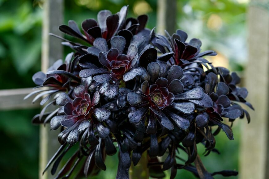 Max_555/Shutterstock.com