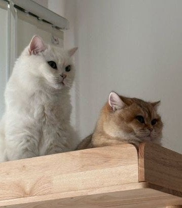 出所：@momosuikitty