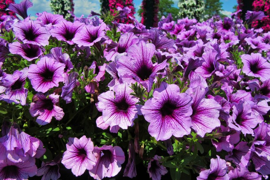 S.Borisovich/Shutterstock.com