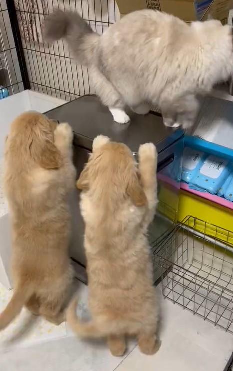 出所：@pu_channeldesu