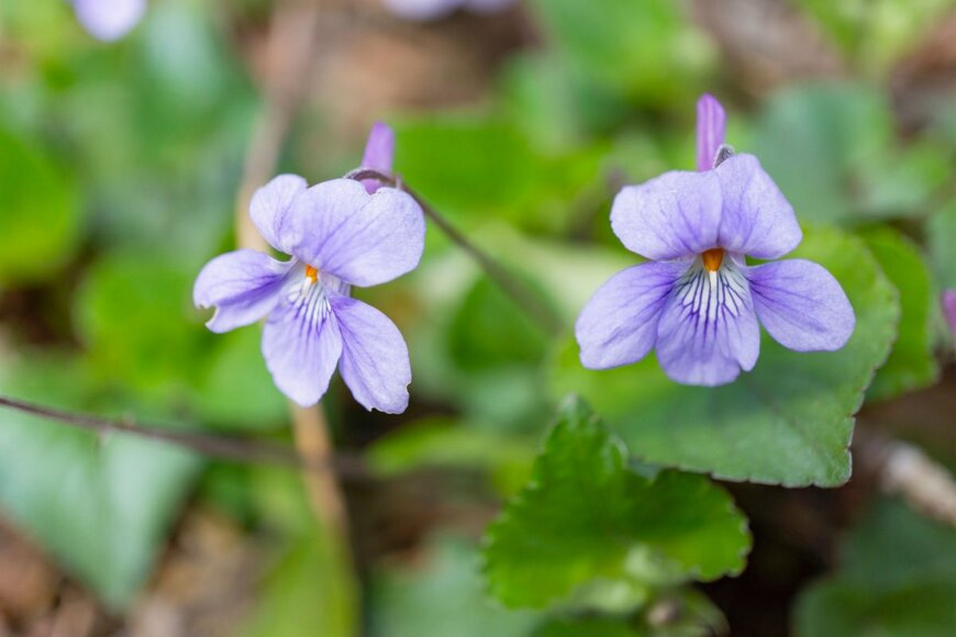 タチツボスミレ　zikko2020/shutterstock.com